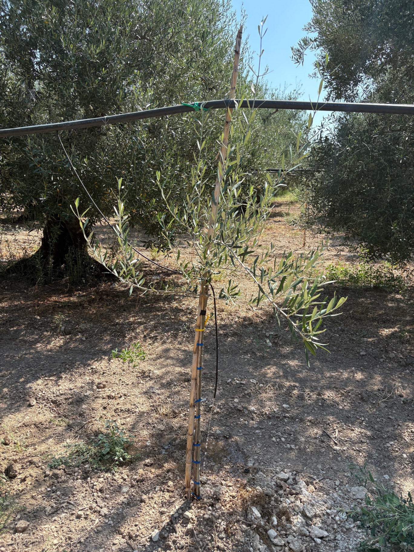 I nuovi impianti irrigati accanto agli alberi secolari
