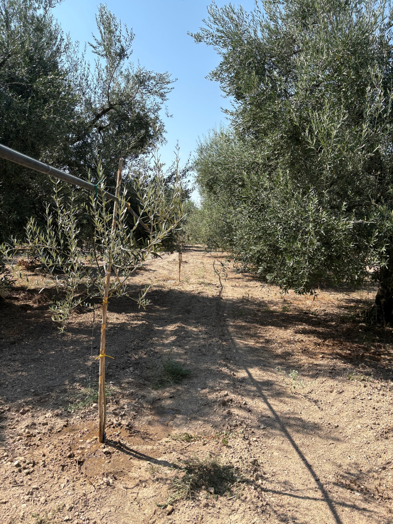 I filari del nostro uliveto in piena estate