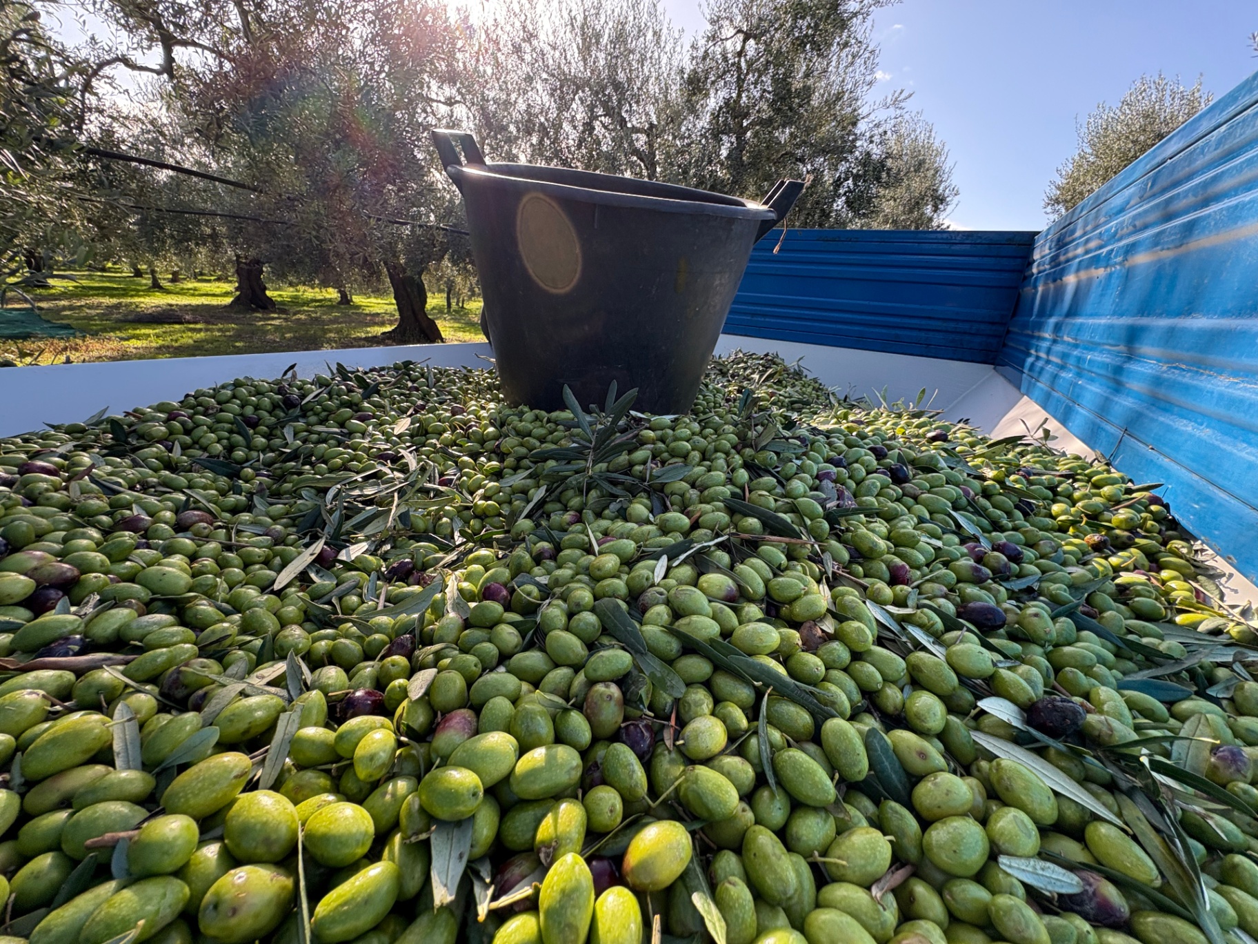 La raccolta: le olive appena cadute, pronte per il frantoio