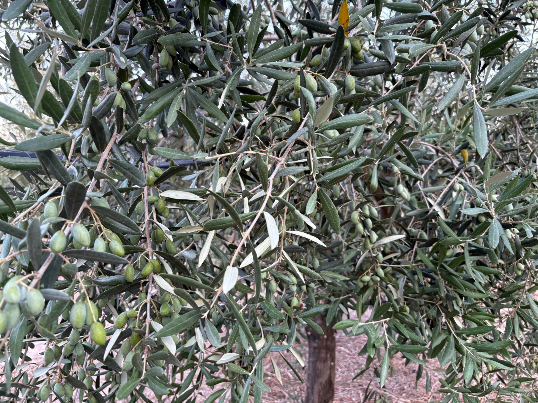 Olive Coratina sui rami, poco prima della raccolta