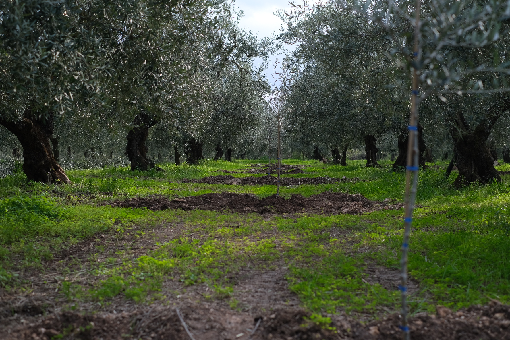Gli ulivi secolari nella campagna di Barletta, tra il mare e le Murge